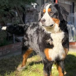 Dak - Bernese Mountain Dog