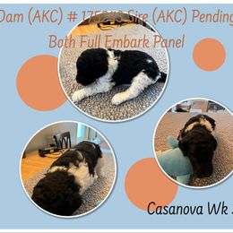 Poodle Puppies from Joy Of Parti Poodles