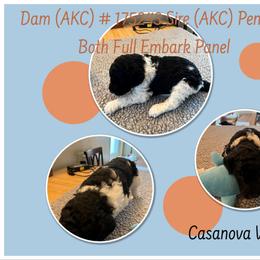 Poodle Puppies from Joy Of Parti Poodles