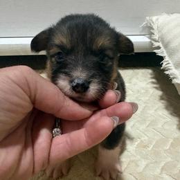 Beefy - Black and tan male American Corgi puppy in Decatur, Texas from Bar S Corgis