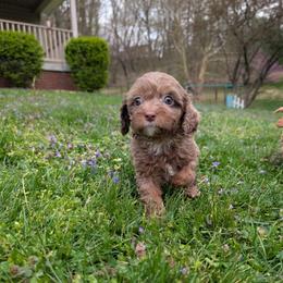 Jellybean - Merle female Cavapoo puppy in Coshocton, Ohio from Forever Family Puppies