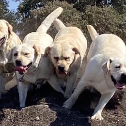 Labrador Retrievers from Teresa Ferrell-Frazier's Labrador Retrievers