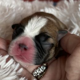 Christian - Brindle and white male Boston Terrier puppy in Johnstown, Colorado from R&M Bostons