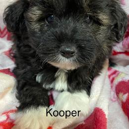 Kooper - Black and white male Aussiedoodle puppy in Lebanon, Missouri from Cobbs Creek Canines