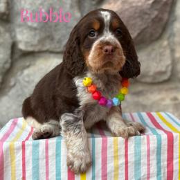 Bubble Gum - Tri-Roan female English Springer Spaniel puppy in Plainwell, Michigan from Homegrown Springers