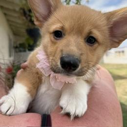 Lucky girl - Red female Pembroke Welsh Corgi puppy in Riverside, California from Four Aces Corgis