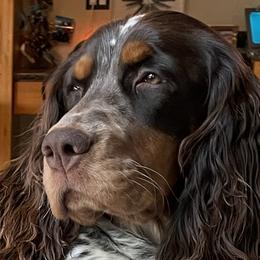 English Springer Spaniels from Kristen Kelly