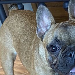 Pumpkin - Fawn and white French Bulldog puppy in Scottsdale, Arizona from Sonoran Frenchies LLC