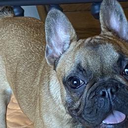 Pumpkin - Fawn and white French Bulldog puppy in Scottsdale, Arizona from Sonoran Frenchies LLC