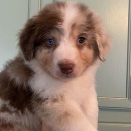 Winter - Red Australian Shepherd puppy in Ashland, Wisconsin from Ahava's Australian Shepherds