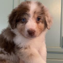 Winter - Red Australian Shepherd puppy in Ashland, Wisconsin from Ahava's Australian Shepherds
