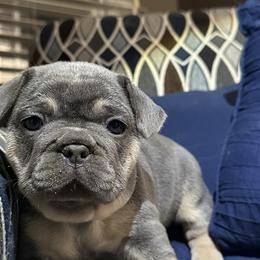 French Bulldogs from Franklin Heights Frenchies