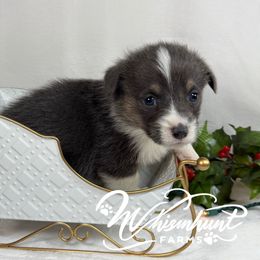 Bobby Blue - Blue male Pembroke Welsh Corgi puppy in Nashville, Arkansas from Whisenhunt Farms