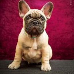 French Bulldog Puppies from BelievaBULL Frenchies