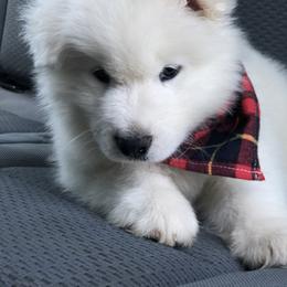 Samoyed Puppies from Morning Star Samoyeds