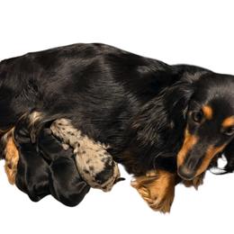 Black Male - Black and tan male Dachshund puppy in Medina, Ohio from STORIED DOXIES