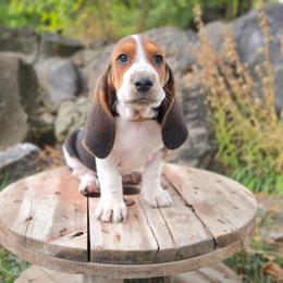 Randy - Black brown and white male Basset Hound puppy in Valley, Washington from Peaceful Valley Paws