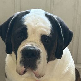 Saint Bernards from St Peter’s Gate Pups