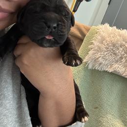 Cane Corso Puppies from Bellissima Cala Cane Corso