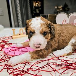 Avalanche - Chocolate merle male Bernedoodle puppy in Forest, Ohio from Mini Doodle Buddies