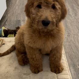 Goldendoodle Puppies from High Desert Doodles