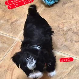 Girl 2 - Black and white female Havanese puppy in Manchester, Texas from Mimi's Havanese