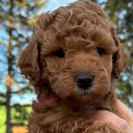 Stella - Caramel Labradoodle puppy in Lowville, New York from Double B Doodles