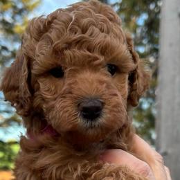 Stella - Caramel Labradoodle puppy in Lowville, New York from Double B Doodles