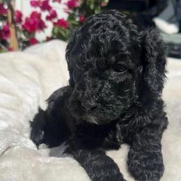 Kodiak - Black male Goldendoodle puppy in Pahrump, Nevada from Cold Creek Doodles