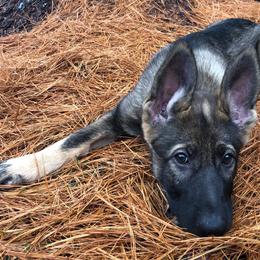 German Shepherd Puppies from Vom Kiefernhaus