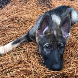 German Shepherd Puppies from Vom Kiefernhaus