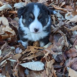 Border Collie Puppies from Platts Hill Border Collies