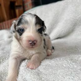 Aphrodite - Blue merle female Australian Shepherd puppy in Yadkinville, North Carolina from Gold Leaf Farm & Kennels
