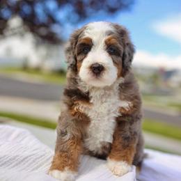 Missy - Merle female Bernedoodle puppy in Spanish Fork, Utah from K Brand Doodles