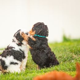 Bernedoodle and Goldendoodle Puppies from Sunnydoodle Utah