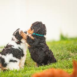 Bernedoodle and Goldendoodle Puppies from Sunnydoodle Utah