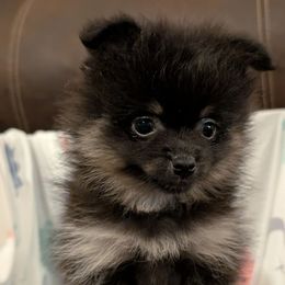 Arnie - Black and tan male Pomeranian puppy in Danielsville, Georgia from PassionatePomPoms