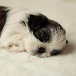 Shih Tzu Puppies from Good Lil Shih Tzu