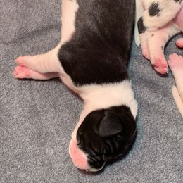 Great Dane Puppies from Charlie Plaza's Great Danes