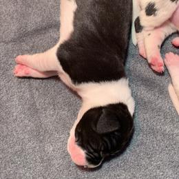 Great Dane Puppies from Charlie Plaza's Great Danes