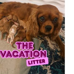 Cavapoo puppies from Home Grown Puppies