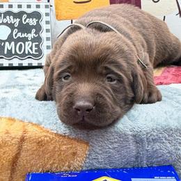 Gray - Chocolate male Labrador Retriever puppy in Heath Springs, South Carolina from Rich Hill Retrievers