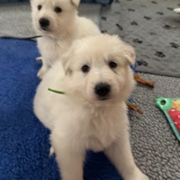 Lime green girl - White female Berger Blanc Suisse puppy in Wilmington, North Carolina from Supernova Swiss Shepherds