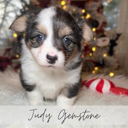 Judy Gemstone - Black and tan female American Corgi puppy in Greenwood, Indiana from Witch Creek Corgis