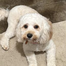 Cavapoos from Cub Creek Cavapoos