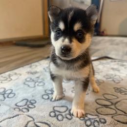 Girl 1 - Black and white female Alaskan Klee Kai puppy in Beverly Hills, Florida from Lucky Charm Klee Kai