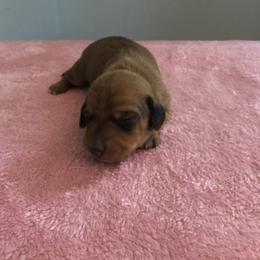 Mollie - Red female Dachshund puppy in Cedar Rapids, Iowa from Paulassillydogs