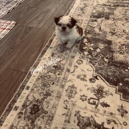 Benny- See video - Gold and white male Shih Tzu puppy in Manteca, California from Beauty's Shih Tzu (California)