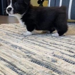 Pembroke Welsh Corgis from Gateway Farm