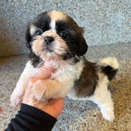 AKC - Bonnie Champion Bloodline - Tricolor female Shih Tzu puppy in Long Beach, California from Prieto Shih-Tzu's